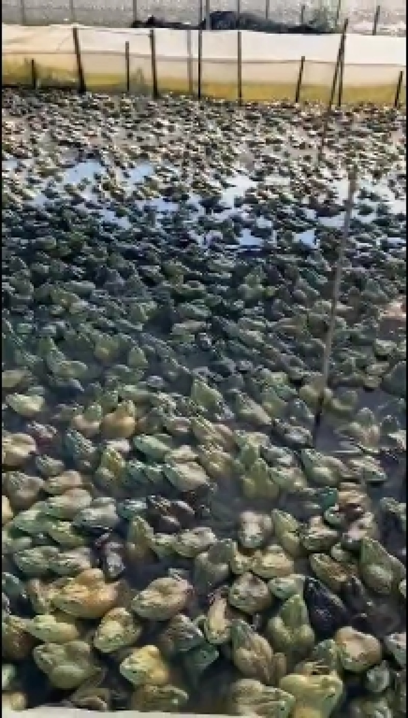 大量蛙苗，小蝌蚪，小四脚，量大价优欢迎详谈