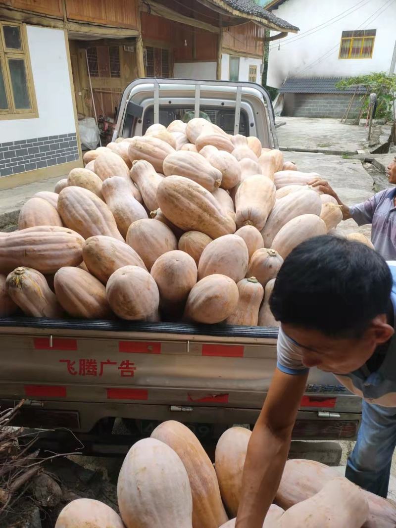 云南健康农场山地瓜正式上市