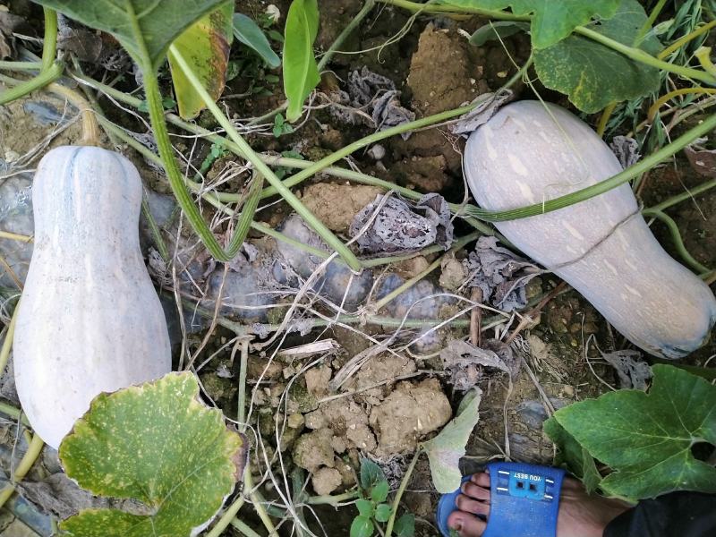 云南健康农场山地瓜正式上市