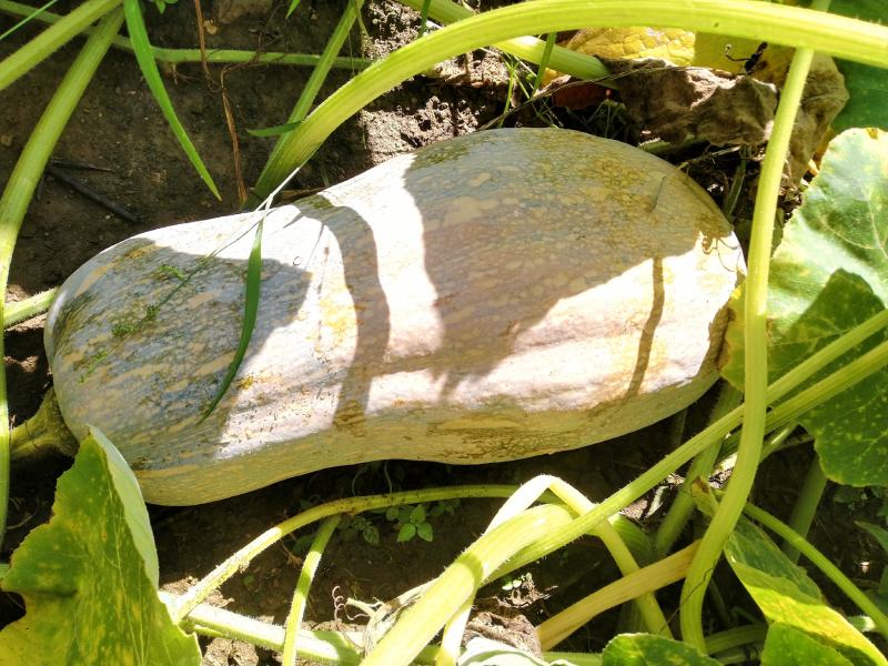云南马关山地瓜