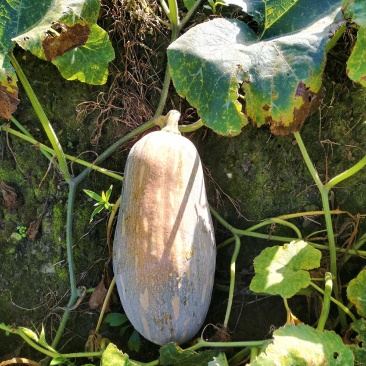 云南马关山地瓜