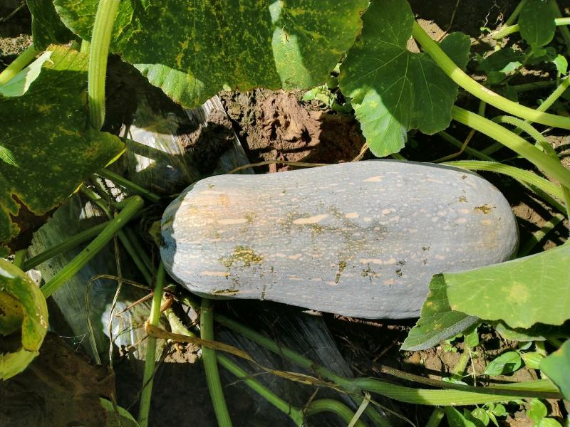云南马关山地瓜
