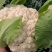 大棚花菜大量上市啦，