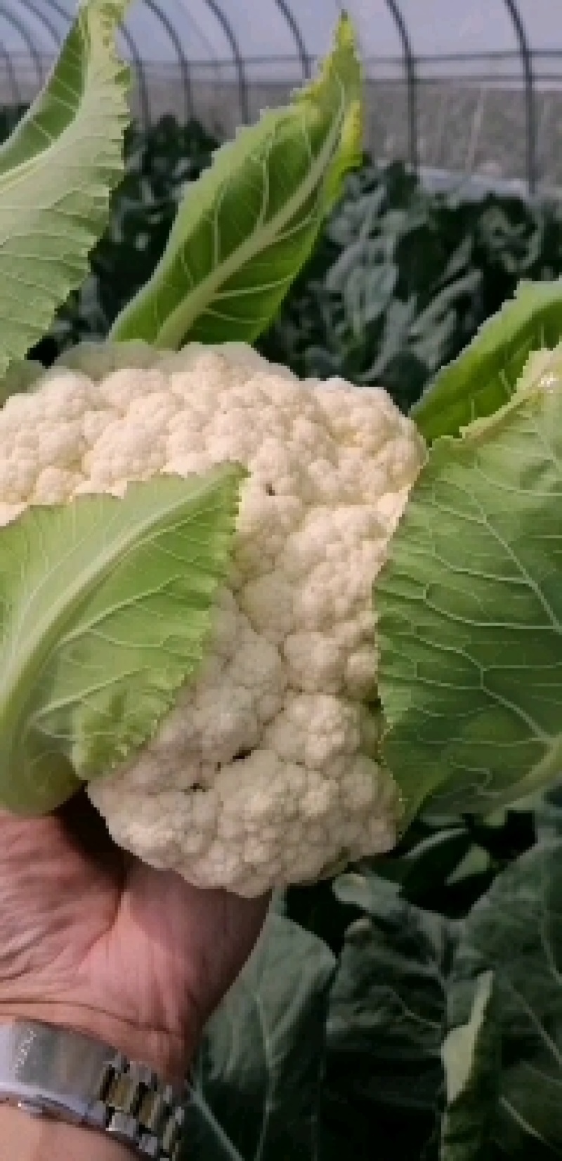 大棚花菜大量上市啦，