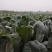 大棚花菜大量上市啦，