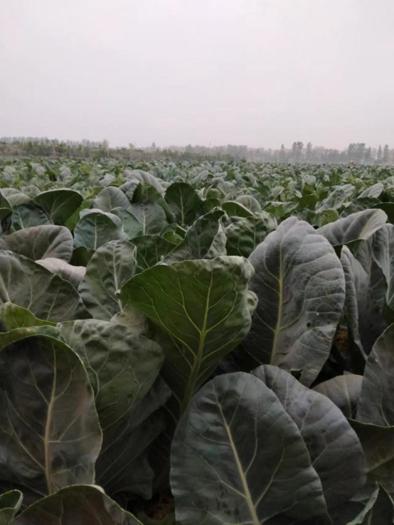 大棚花菜大量上市啦，