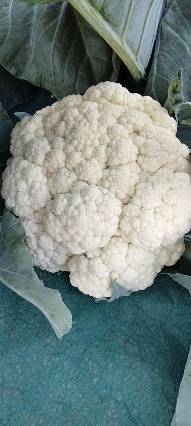 大棚花菜大量上市啦，