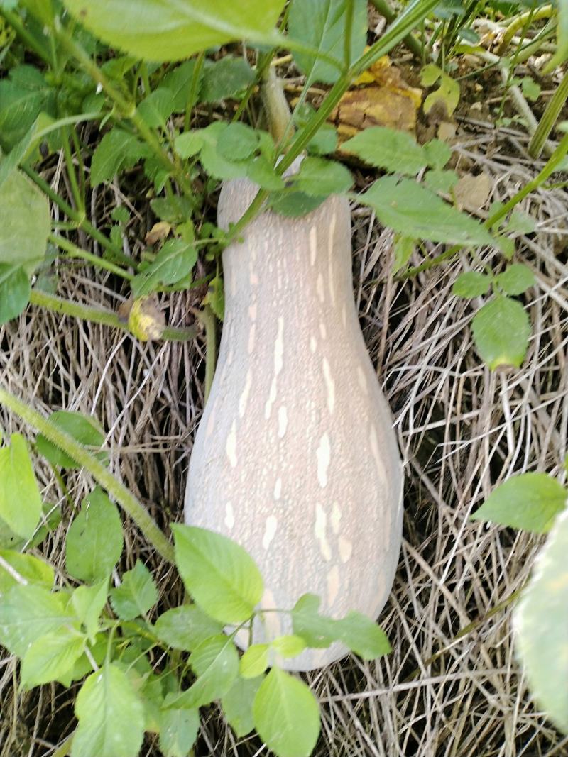 云南马关蜜本南瓜