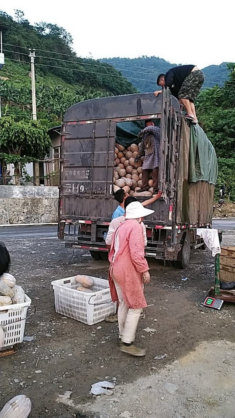 云南马关蜜本南瓜