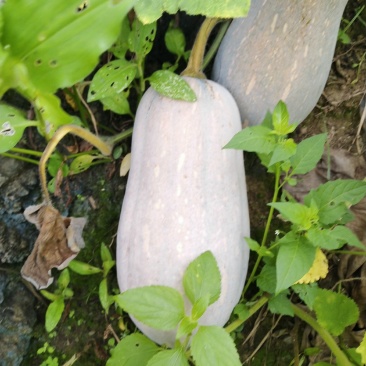 云南马关蜜本南瓜