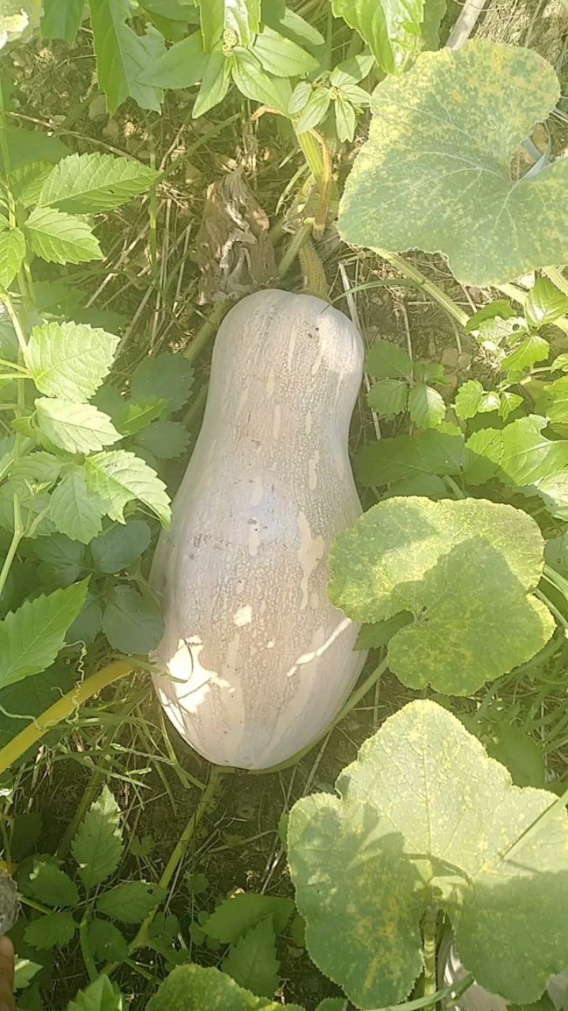 云南马关蜜本南瓜