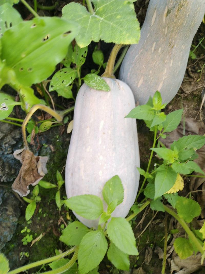 云南马关蜜本南瓜