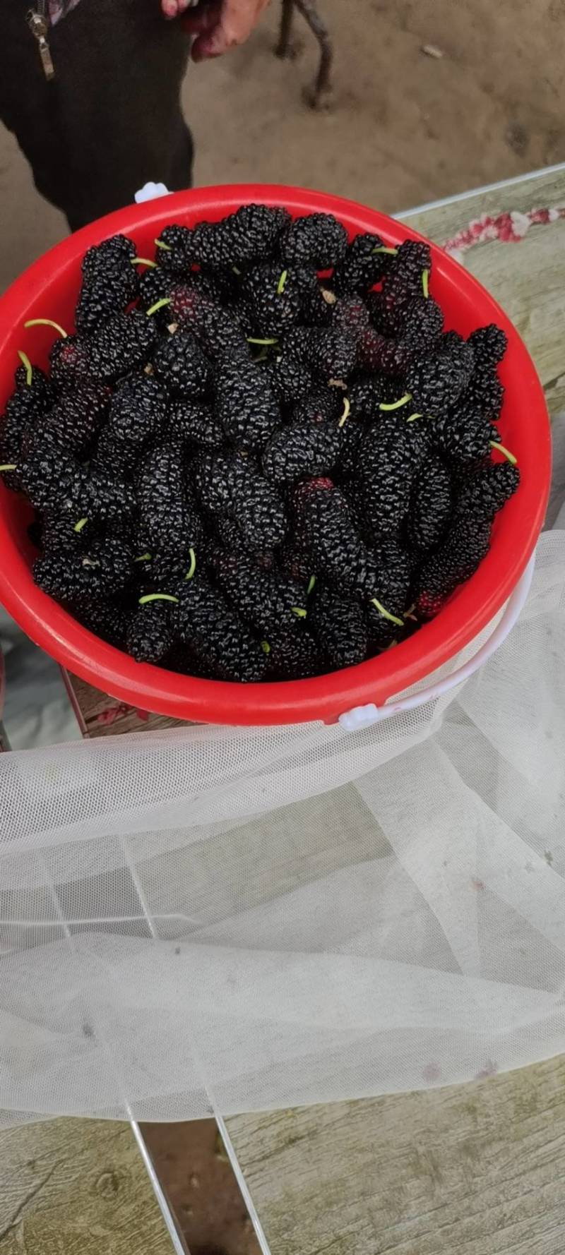 鲜桑葚.新鲜桑葚.鲜桑葚基地诚寻加工商供应商