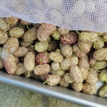 鲜桑葚.新鲜桑葚.鲜桑葚基地诚寻加工商供应商