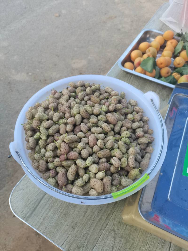 鲜桑葚.新鲜桑葚.鲜桑葚基地诚寻加工商供应商
