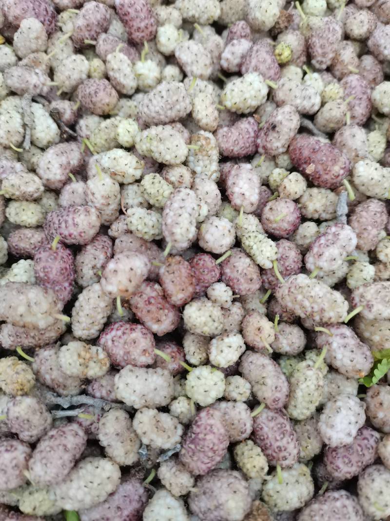 鲜桑葚.新鲜桑葚.鲜桑葚基地诚寻加工商供应商