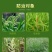 立本快应草甘膦异丙胺盐柑橘园荒地田埂路边杂草烂根除草剂