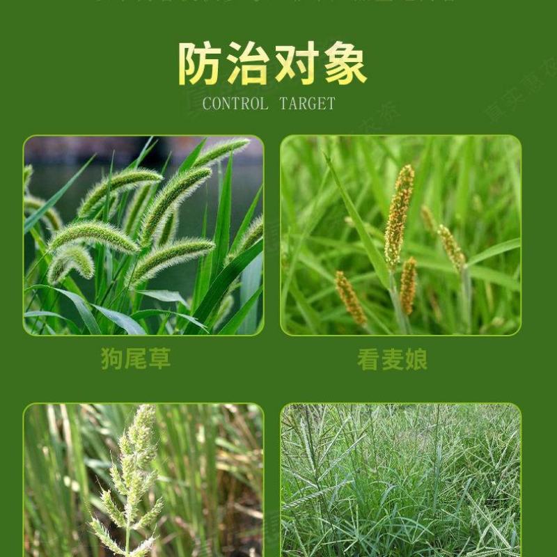 立本快应草甘膦异丙胺盐柑橘园荒地田埂路边杂草烂根除草剂