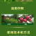 立本快应草甘膦异丙胺盐柑橘园荒地田埂路边杂草烂根除草剂