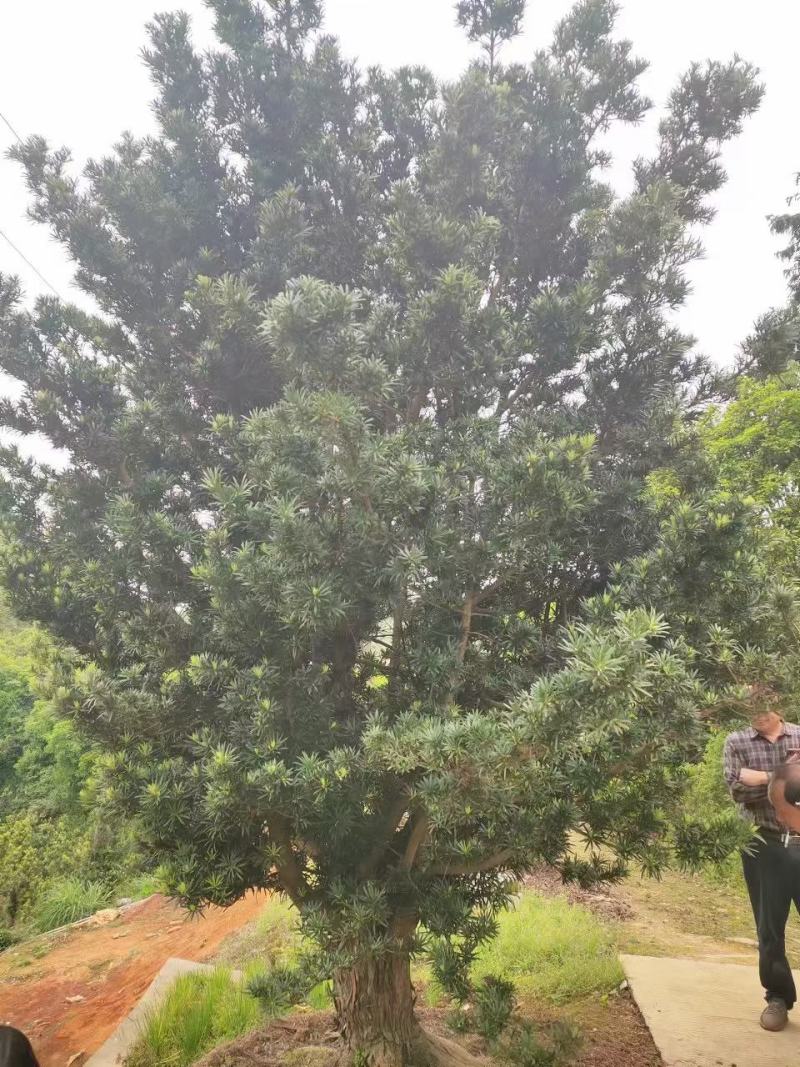 罗汉松，毛坯树木