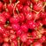 沂蒙露天山樱桃，山泉灌溉，口感甜，品种齐全，价格便宜，