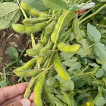 云南毛豆大量上市：开心翠绿宝质量保证产地直发
