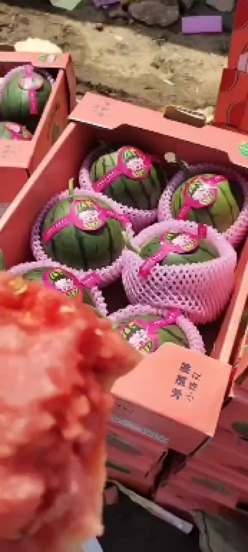小糖丸礼品瓜，2K西瓜，冰糖子西瓜，甜瓜小吊瓜，原棚好瓜