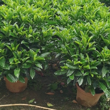非洲茉莉茉莉茉莉茉莉茉莉非洲茉莉各种大小规格