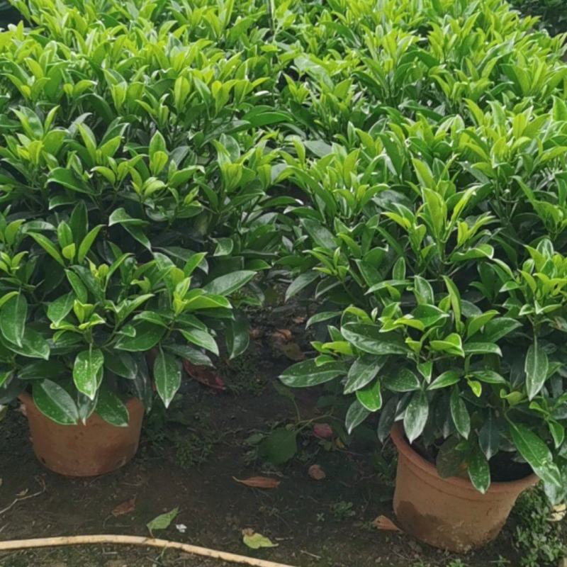 非洲茉莉茉莉茉莉茉莉茉莉非洲茉莉各种大小规格