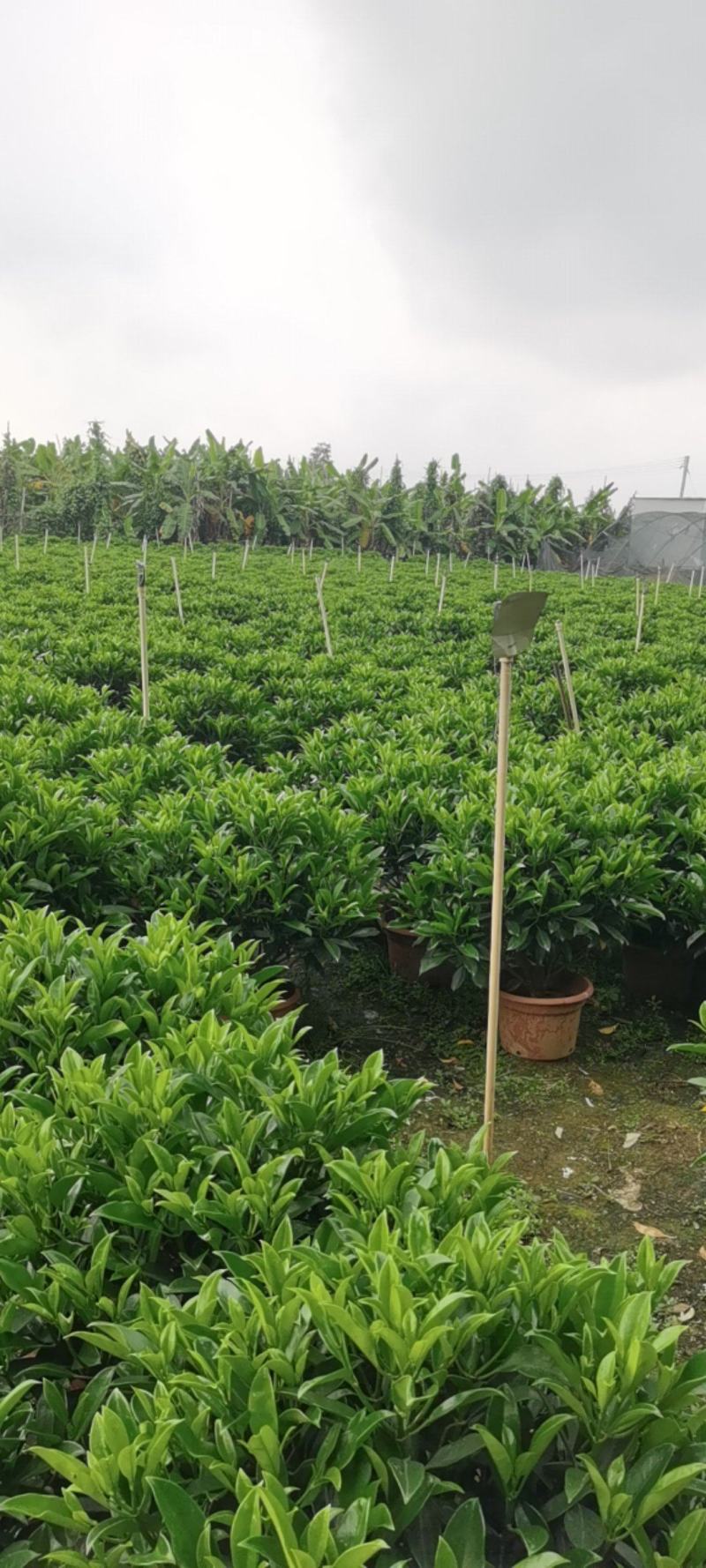 非洲茉莉茉莉茉莉茉莉茉莉非洲茉莉各种大小规格