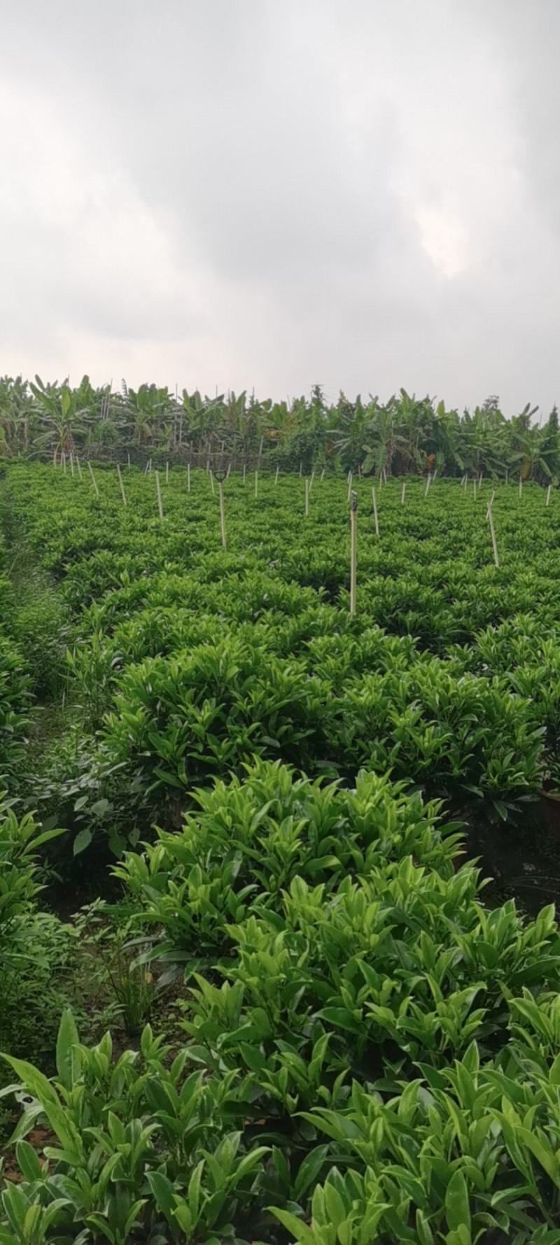 非洲茉莉茉莉茉莉茉莉茉莉非洲茉莉各种大小规格