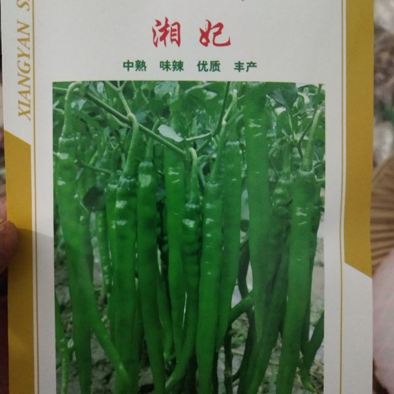 薄皮二青条尖椒穴盘苗直生苗，基地直供，保质保量，量大从优