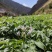 2022新鲜七彩乌洋芋凉山特产迷你小土豆马铃薯高山9斤