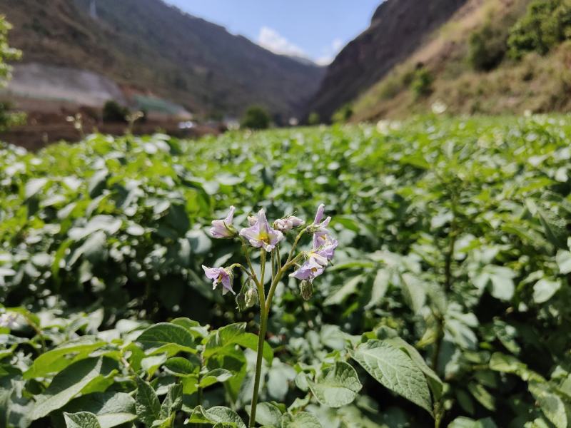 2022新鲜七彩乌洋芋凉山特产迷你小土豆马铃薯高山9斤