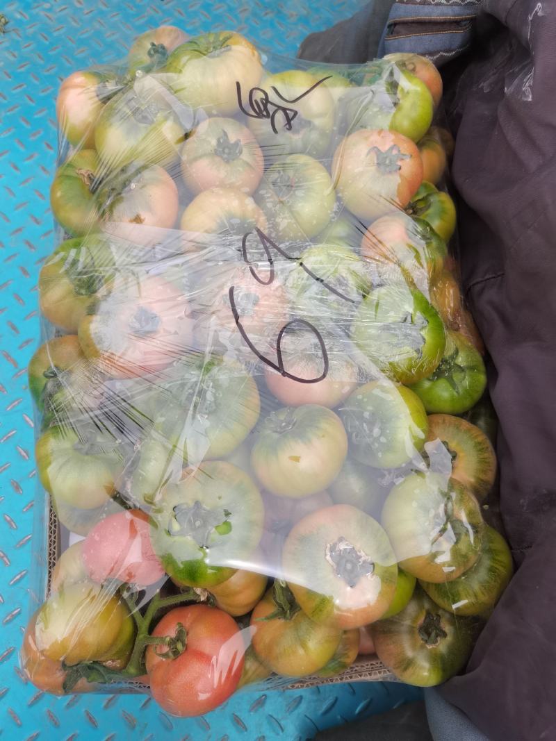 草莓柿子中型绿肩果上市了啊口感佳奥