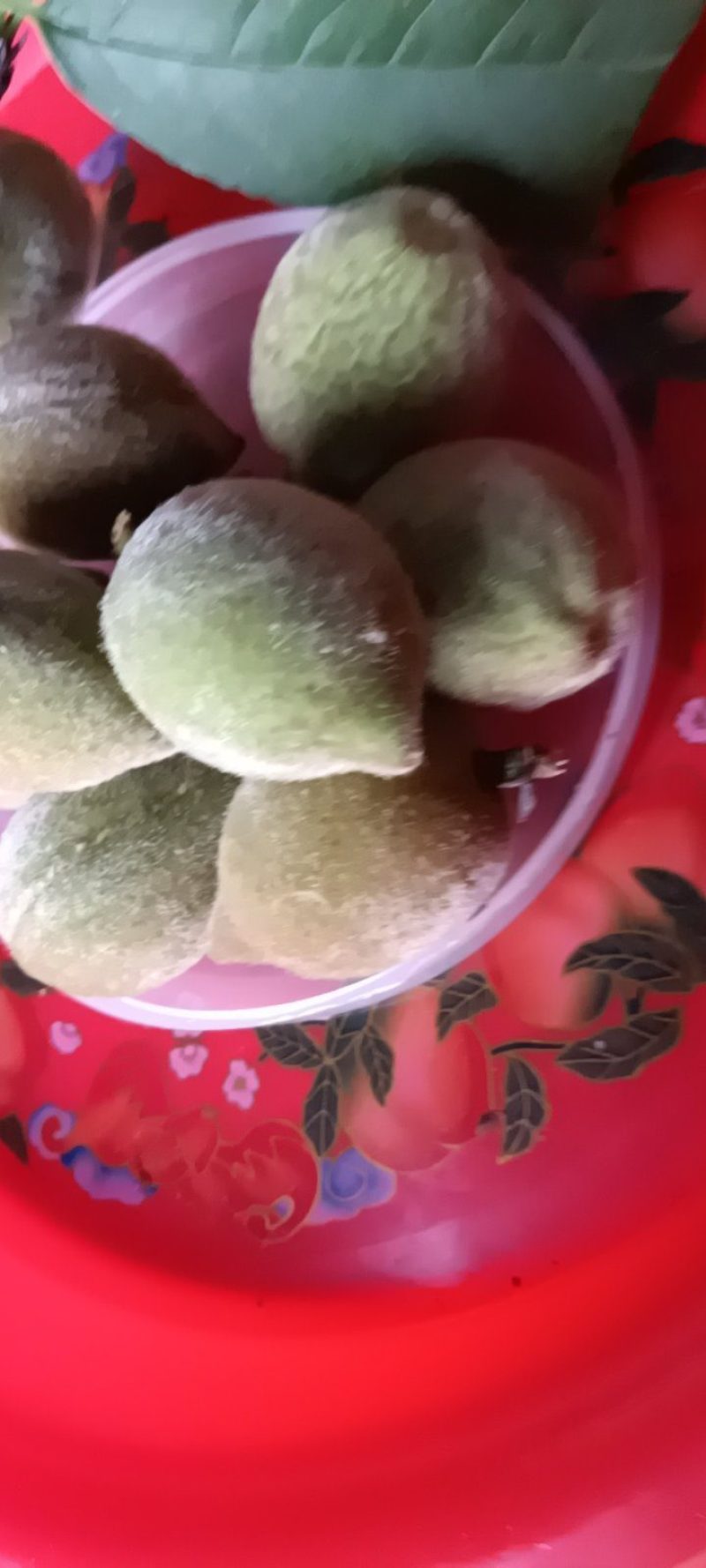来自农家自种的青梅子新鲜，5斤为一件批发包邮。