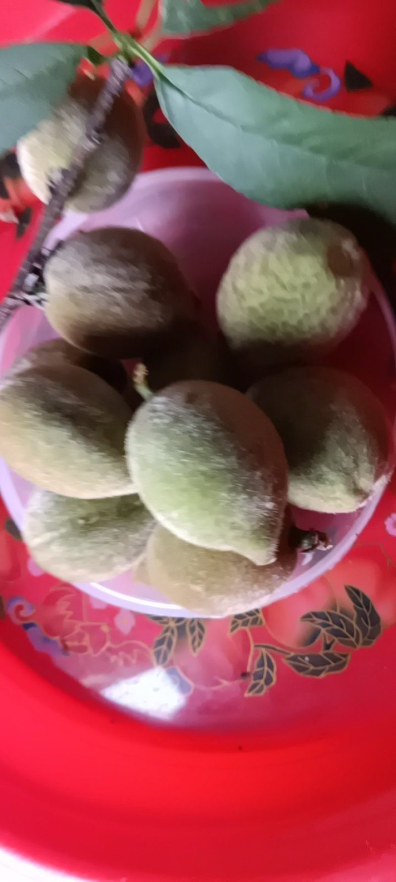 来自农家自种的青梅子新鲜，5斤为一件批发包邮。