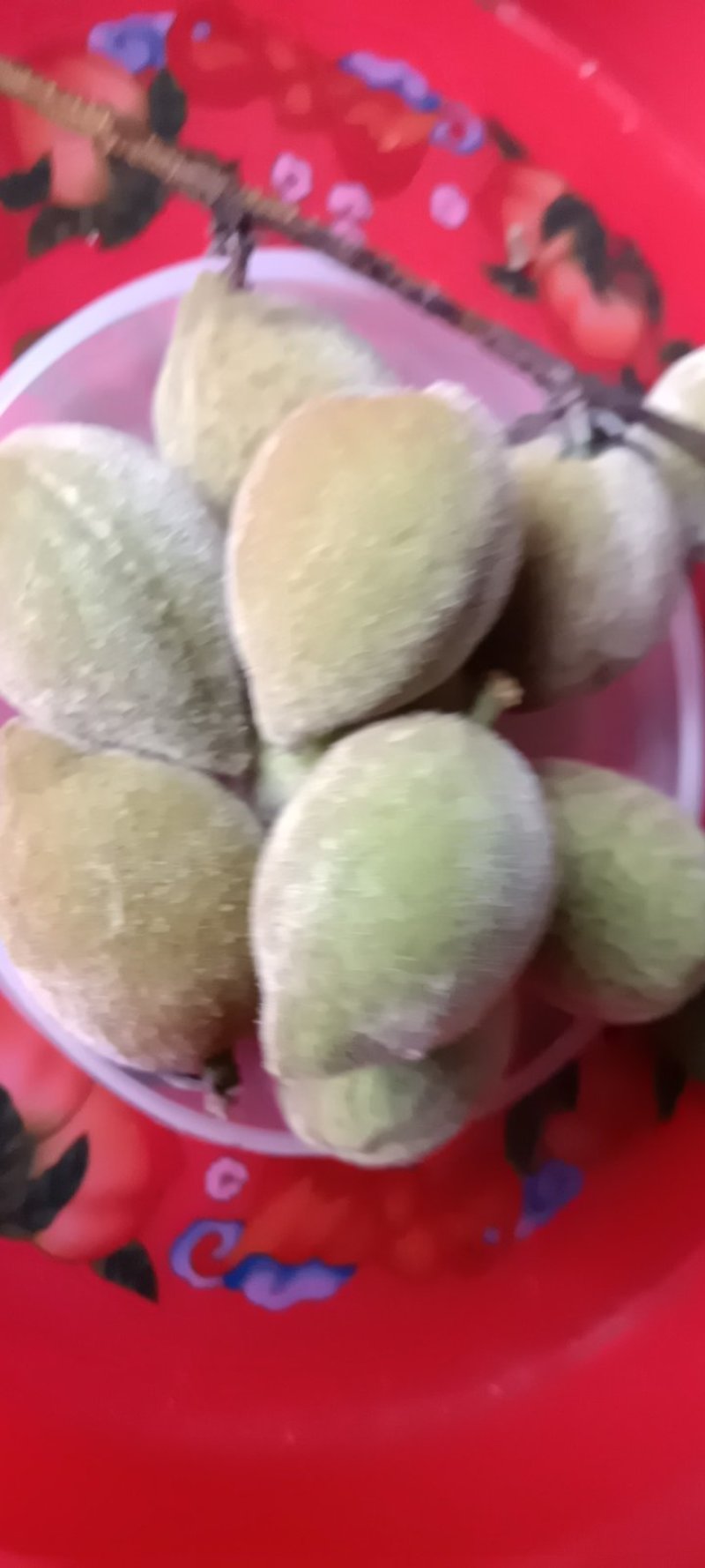 来自农家自种的青梅子新鲜，5斤为一件批发包邮。