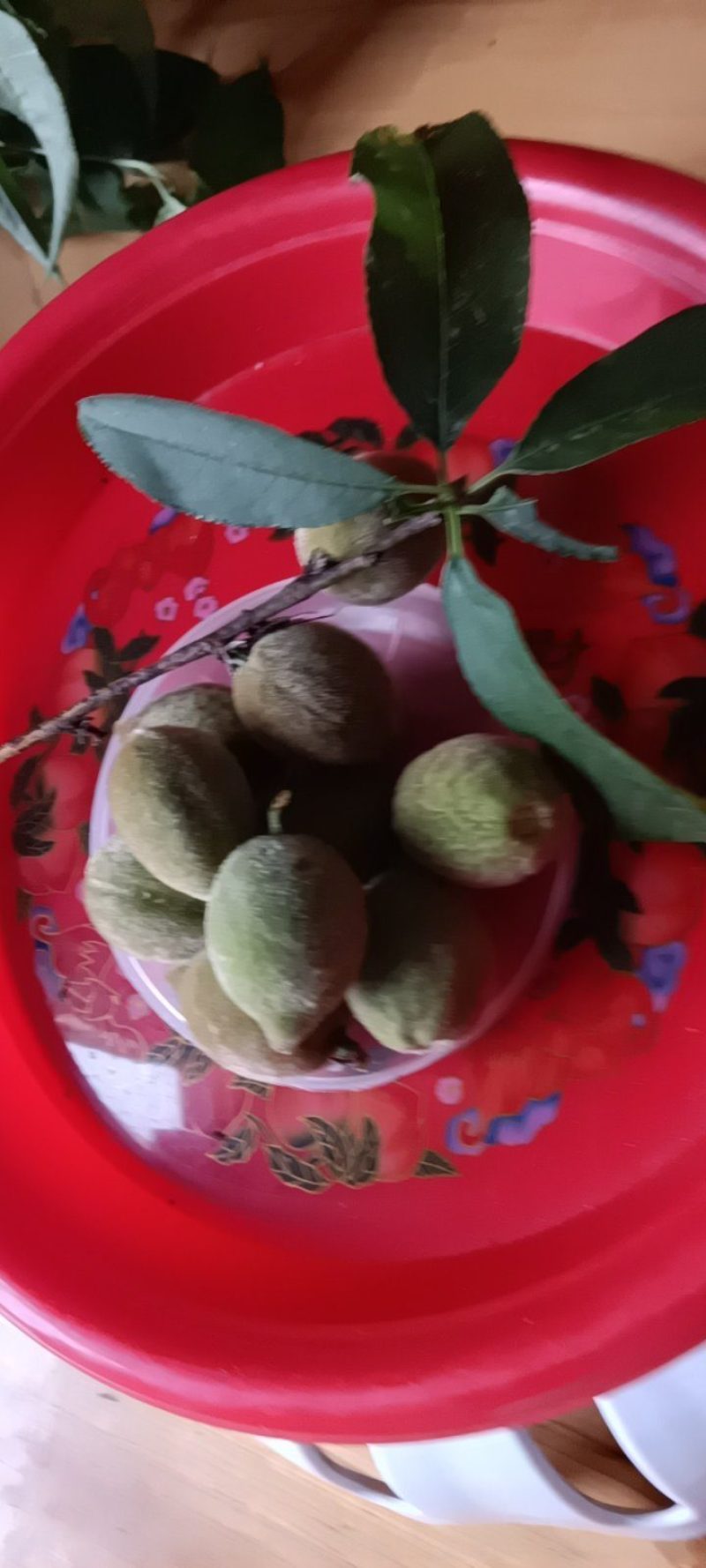 来自农家自种的青梅子新鲜，5斤为一件批发包邮。