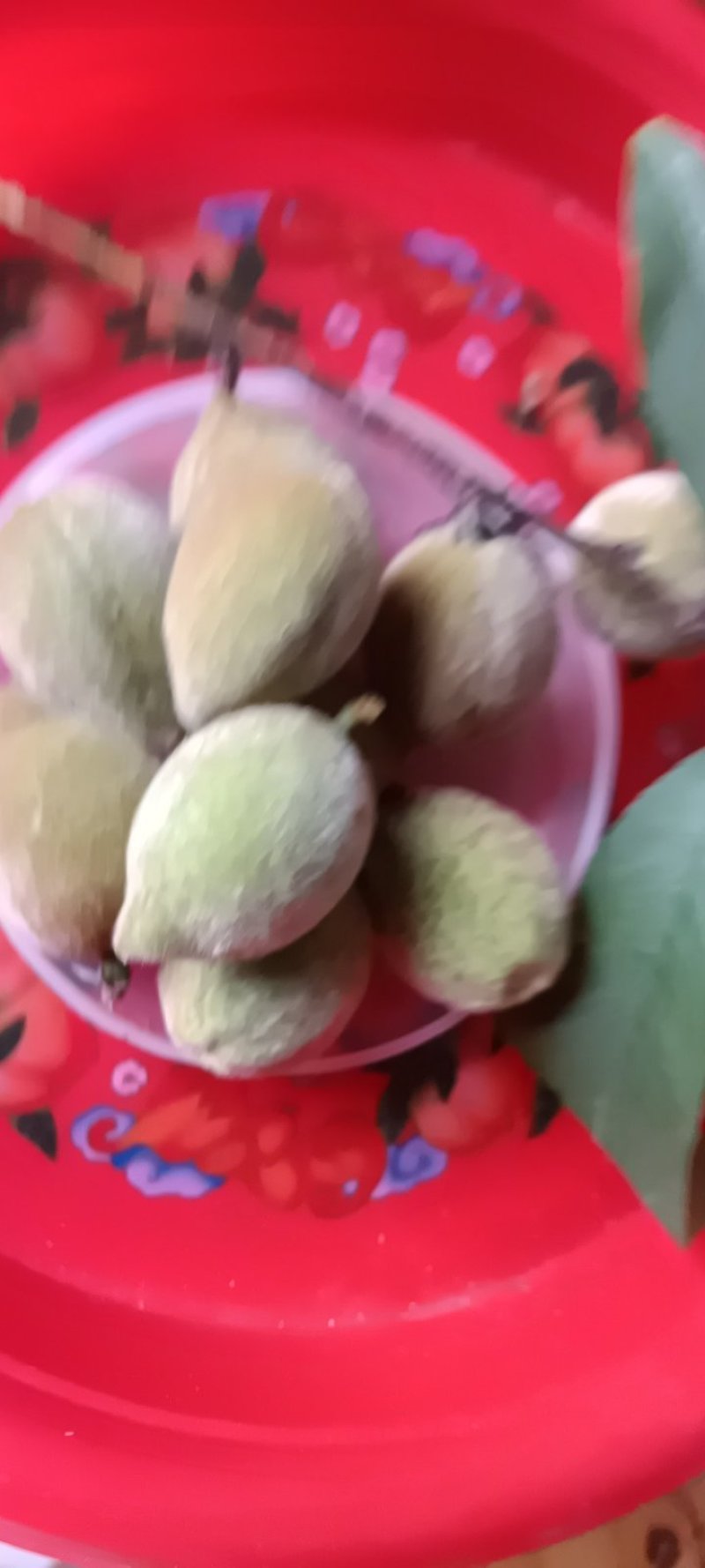 来自农家自种的青梅子新鲜，5斤为一件批发包邮。