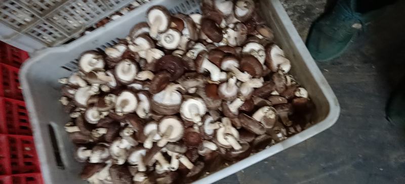 河北邢台香菇工厂货源片菇菜菇产地一手货
