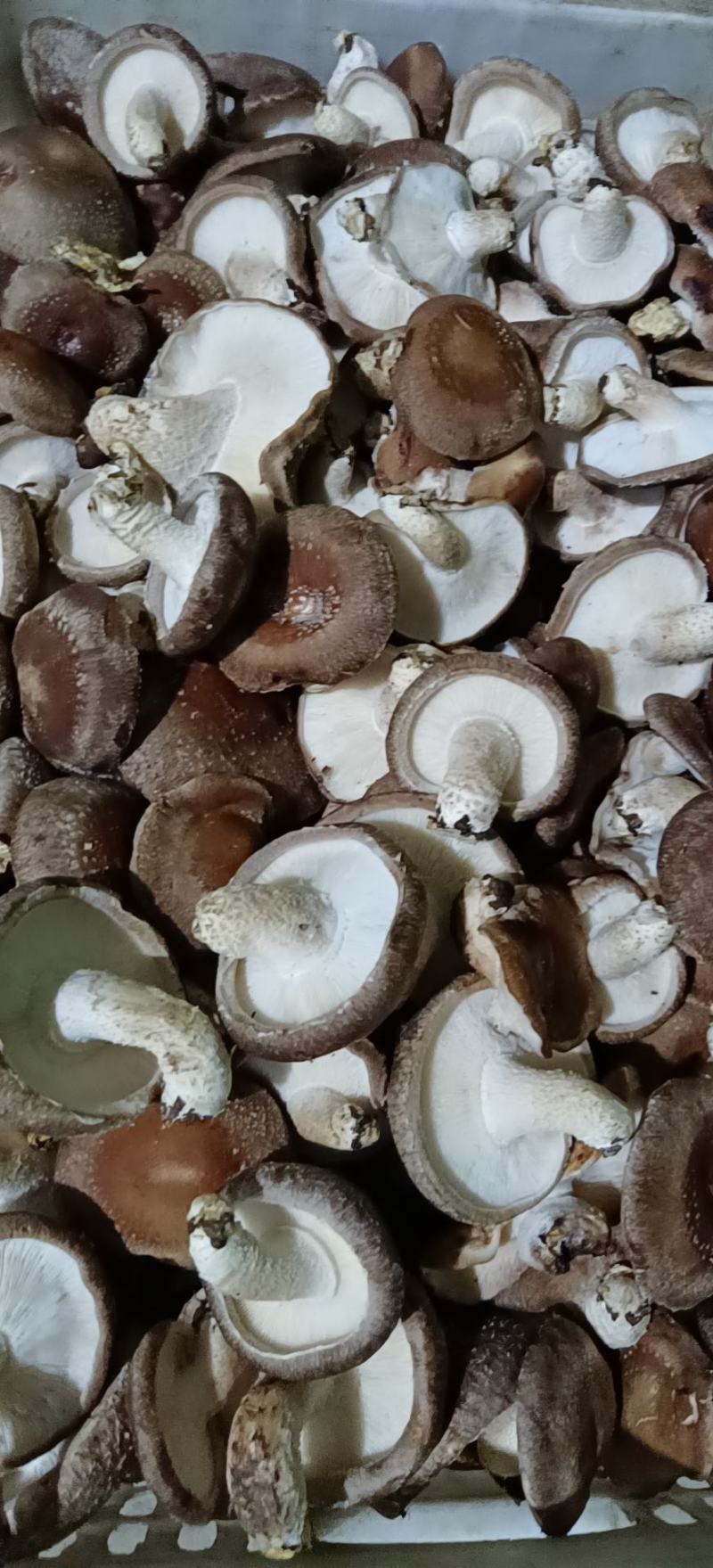 河北邢台香菇工厂货源片菇菜菇产地一手货