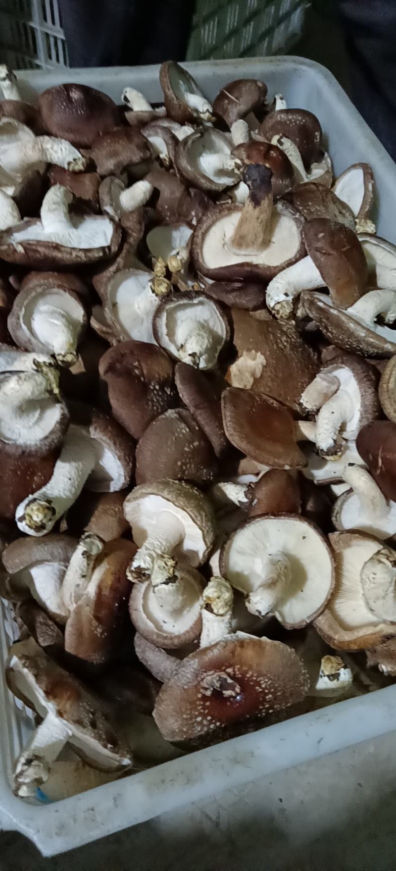 河北邢台香菇工厂货源片菇菜菇产地一手货