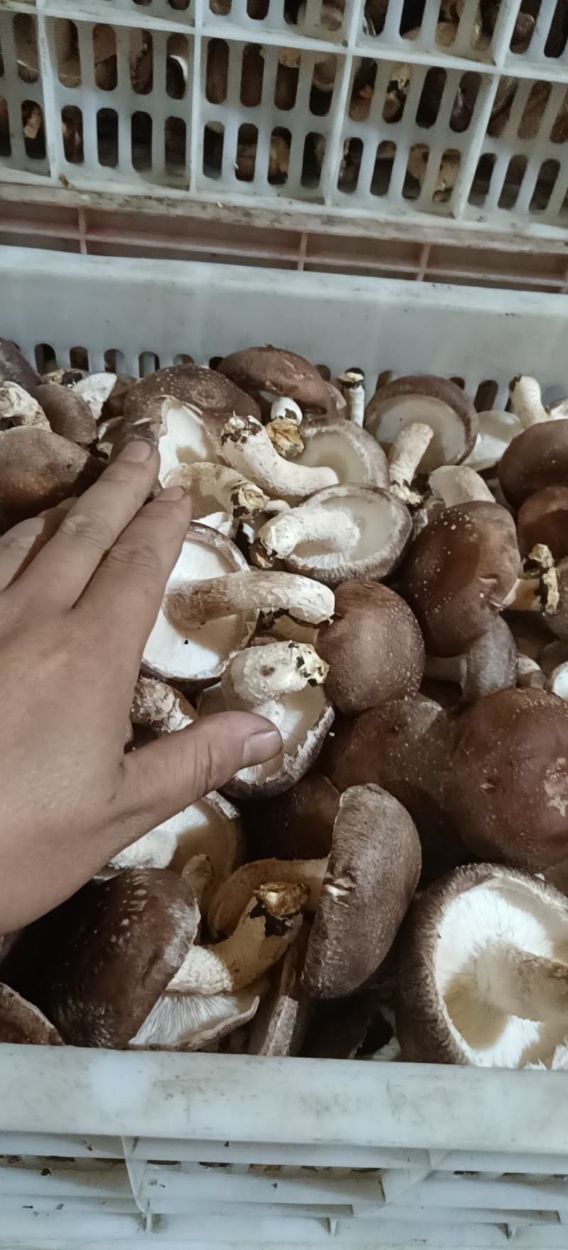 河北邢台香菇工厂货源片菇菜菇产地一手货