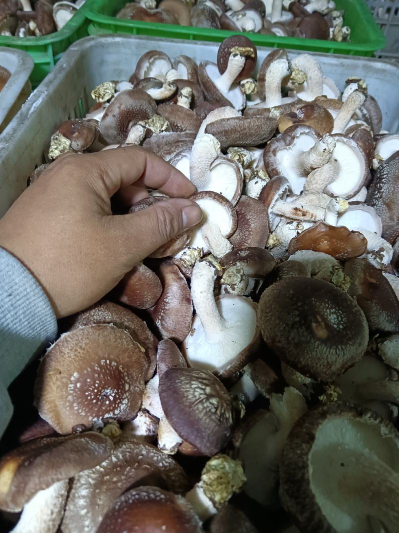 河北邢台香菇工厂货源片菇菜菇产地一手货