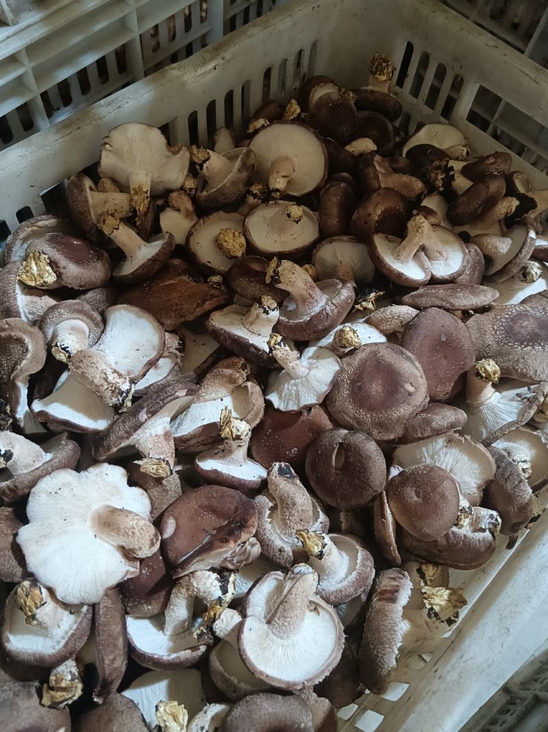 河北邢台香菇工厂货源片菇菜菇产地一手货