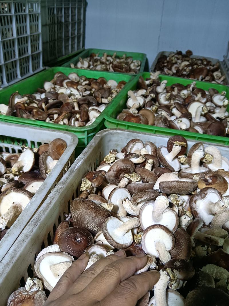 河北邢台香菇工厂货源片菇菜菇产地一手货