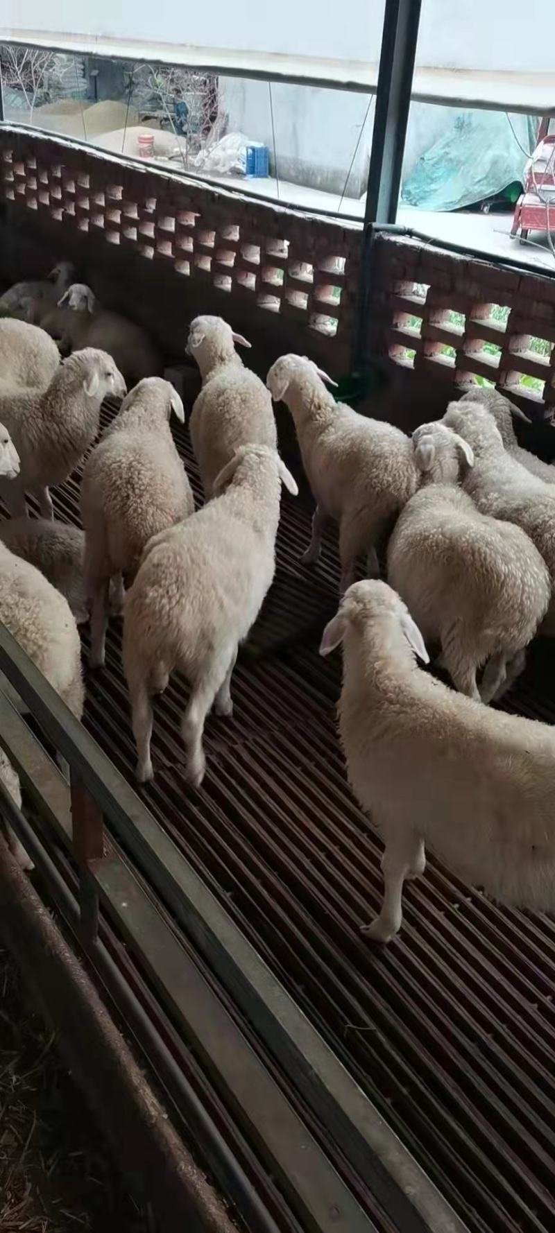 大量绵羊育肥羊，绵羊羔子出售