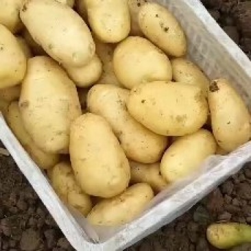 供应肥城新土豆荷兰十五土豆货源充足价格便宜质量好