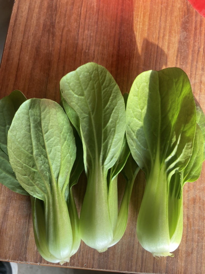 精品油菜，上海青，大量供应，长年专业代收代办，专业团队